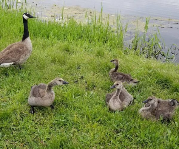 Goose with five goslings on grass near a pond, surrounded by greenery and water plants.